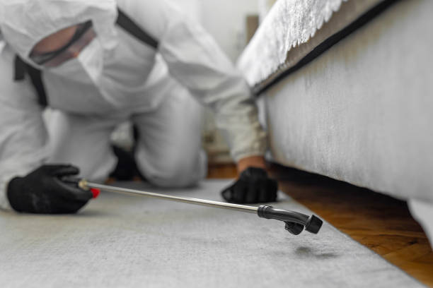 Professional Bed Bug Control technician working in New Milford, IL